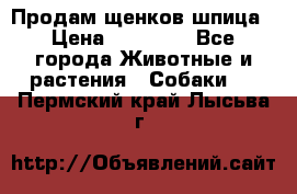 Продам щенков шпица › Цена ­ 25 000 - Все города Животные и растения » Собаки   . Пермский край,Лысьва г.